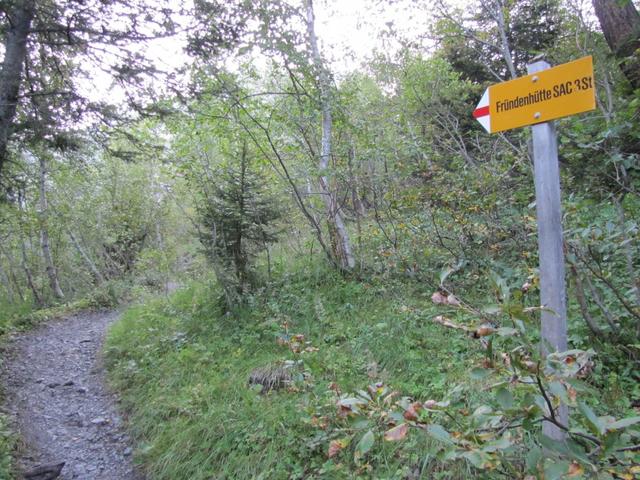 bei Punkt 1620 m.ü.M. führt der Pfad durch einen Wald