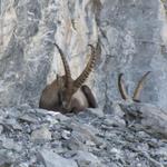 eine Steinbockkolonie