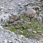 die Tiere hatten von uns keine Angst