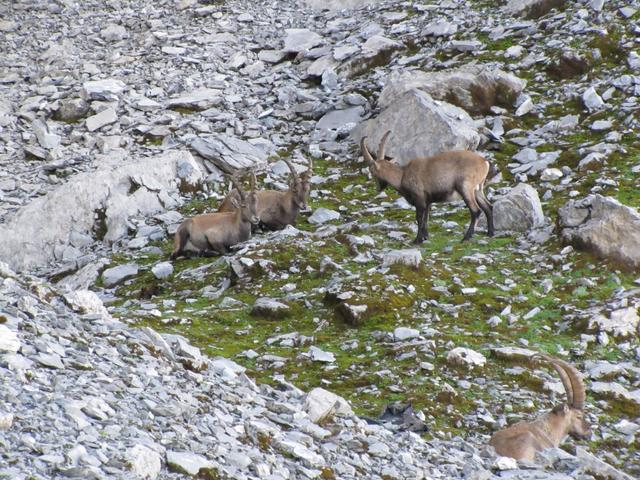 die Tiere hatten von uns keine Angst