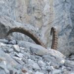 hier versteckt sich ein Steinbock