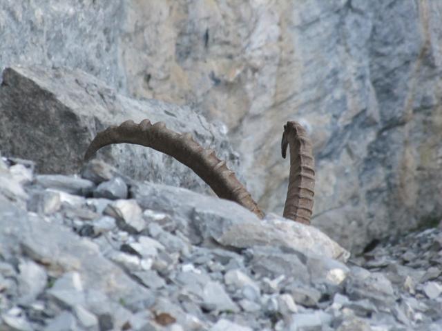 hier versteckt sich ein Steinbock