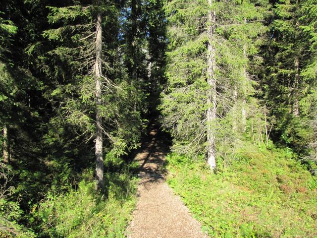 der Weg führt zuerst durch einen schönen Wald