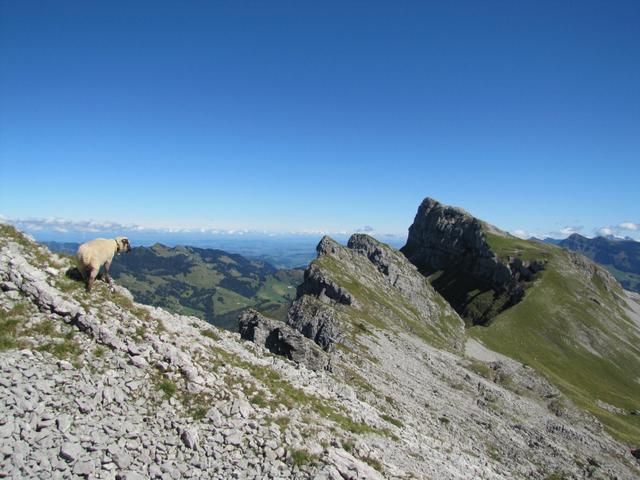 auch das Schaf ganz links, ist von diesem gewaltigen Aussicht begeistert