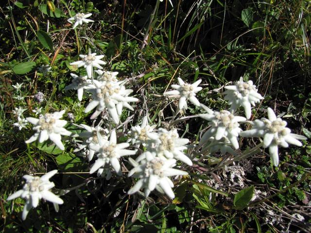 ein ganzer Busch von Edelweiss