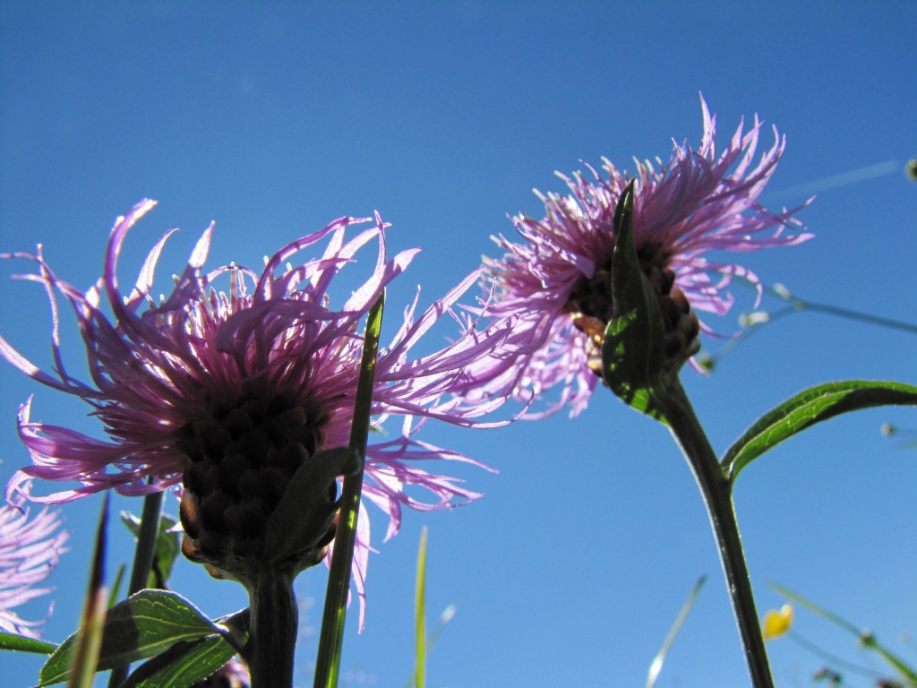 auch die gewöhnliche Wiesen-Flockenblume ist eine schöne Blume