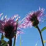 auch die gewöhnliche Wiesen-Flockenblume ist eine schöne Blume