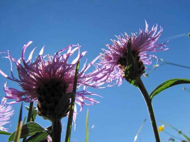 auch die gewöhnliche Wiesen-Flockenblume ist eine schöne Blume