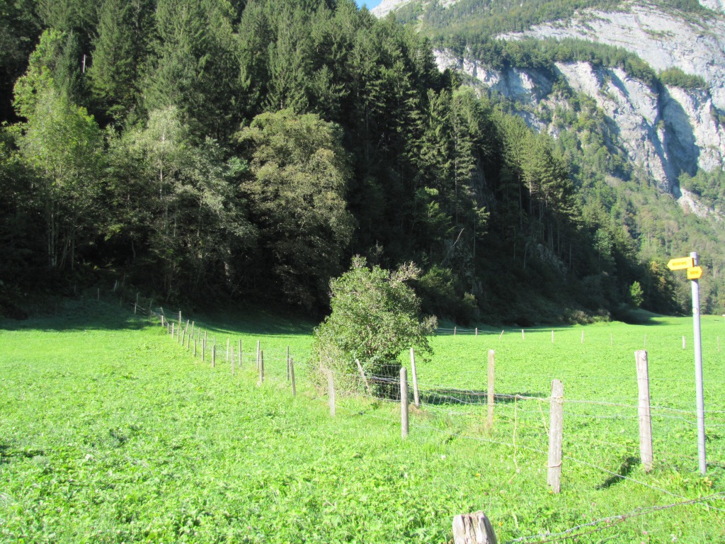 über die Weiden bei Innertkirchen Grund, geht es in den Wald bei Flieli