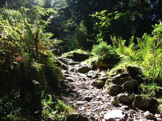 bei Punkt 1151 m.ü.M. steil ist hier der Waldweg