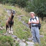 der Geissbock läuft nach wie vor hinter Mäusi hinterher