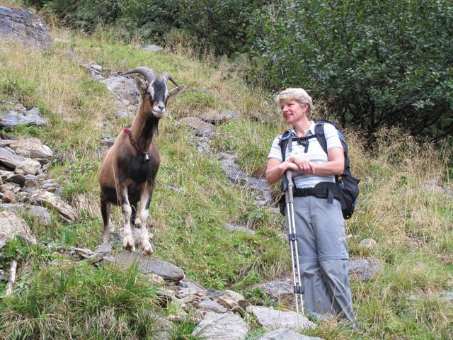 der Geissbock läuft nach wie vor hinter Mäusi hinterher