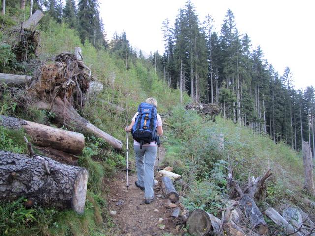 der Weg führt uns nun in den Schaftellauiwald