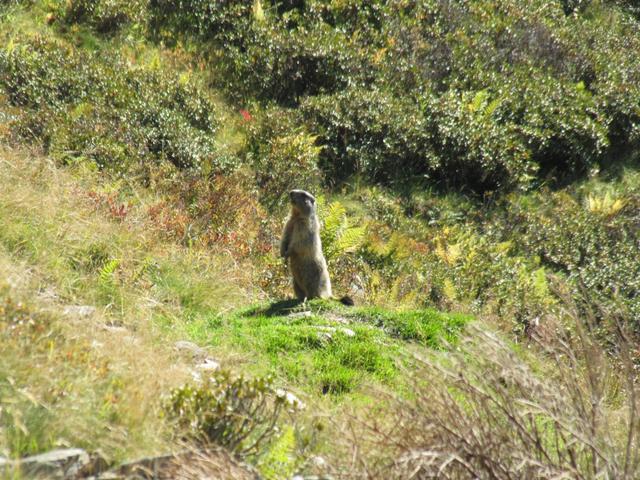 unsere treuen Begleiter die Murmeltiere