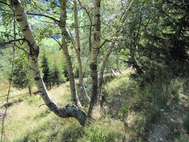 über Wald und Alpwiesen geht unsere Wanderung weiter abwärts Richtung Guttannen
