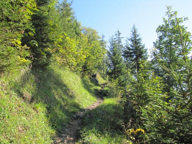 der Weg führt durch einen schönen Wald