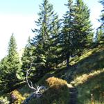 bei Punkt 1822 m.ü.M. führt der Wanderweg durch einen kleinen Tannenwald, der Flöschwald