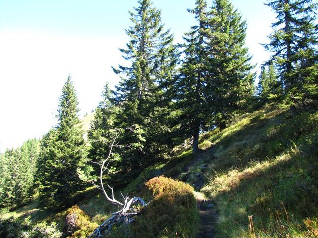 bei Punkt 1822 m.ü.M. führt der Wanderweg durch einen kleinen Tannenwald, der Flöschwald