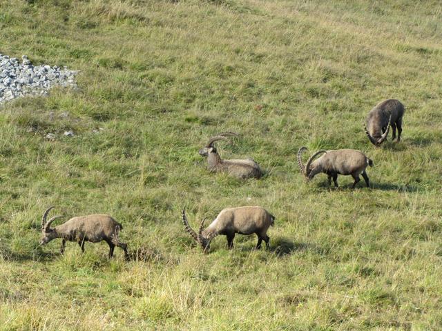 das Augstmatthorn ist bekannt wegen seiner grossen Steinbockkolonie