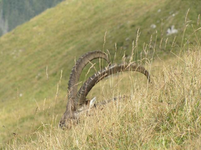 wir konnten von ganz nah, diese stolzen Tiere bestaunen