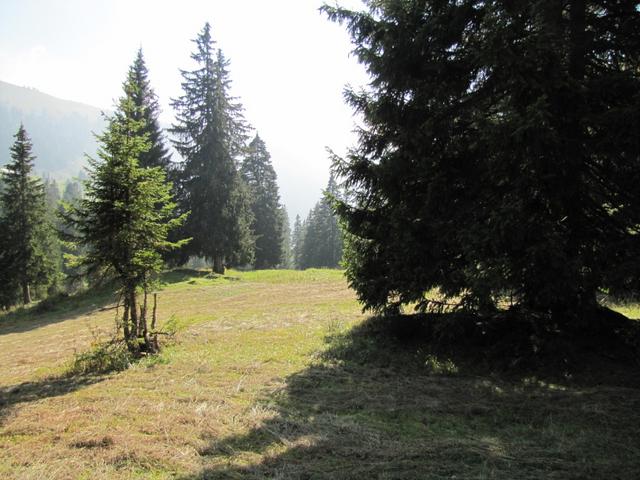 ...danach über Wald und Wiese geht es nun abwärts nach Habkern