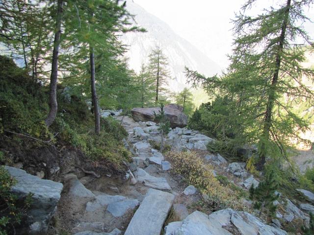 der Wanderweg führt durch einen romantischen Lärchenwald