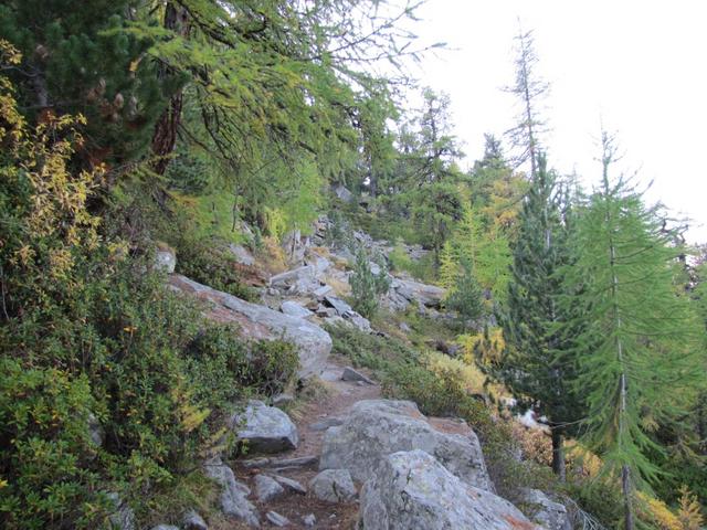 der Gsponer Höhenweg durchquert, urwüchsige, alte Lärchen-Arven-Wälder