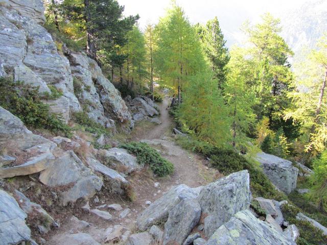 weiter geht es durch Lärchenwälder