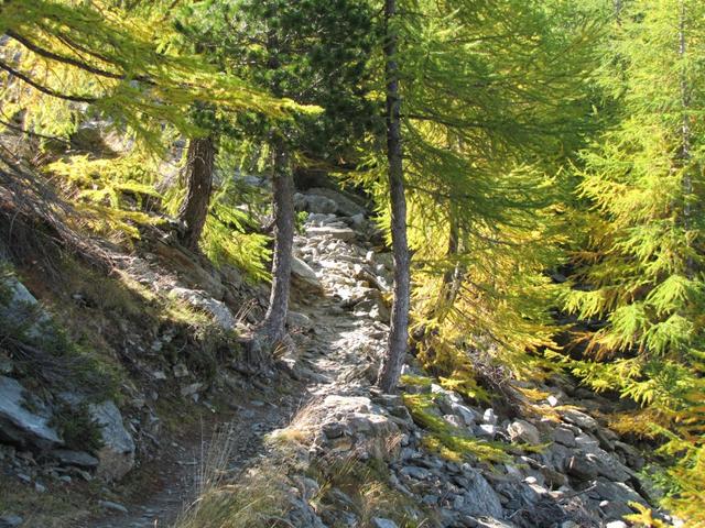 und immer wieder durch wunderschöne Lärchenwälder