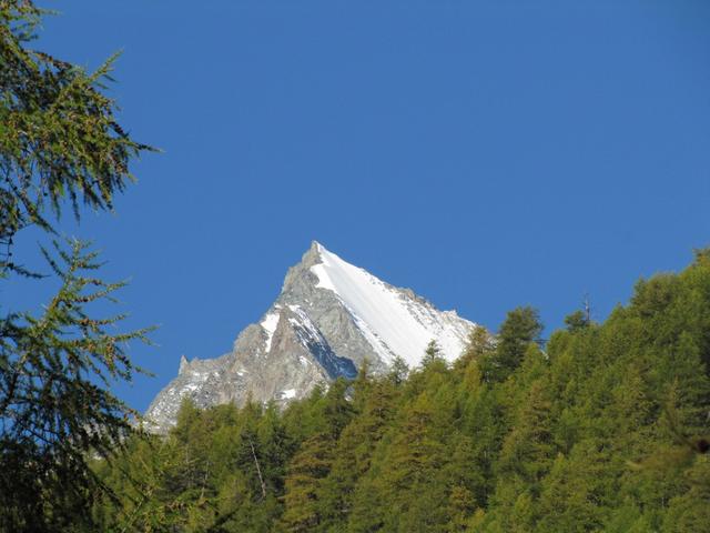 die Lenzspitze schaut hinter den Tannen hervor