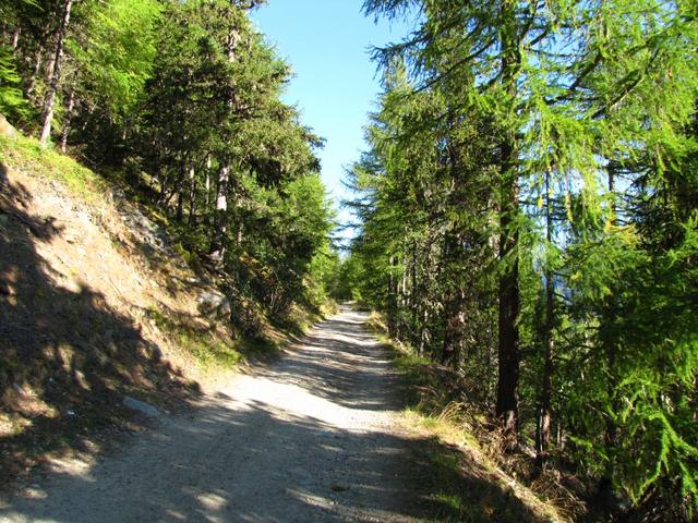 über eine Forststrasse laufen wir Richtung Bärenfalle