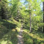 durch einen Nationalpark würdigen Lärchenwald, wandern wir weiter nach Balmiboden