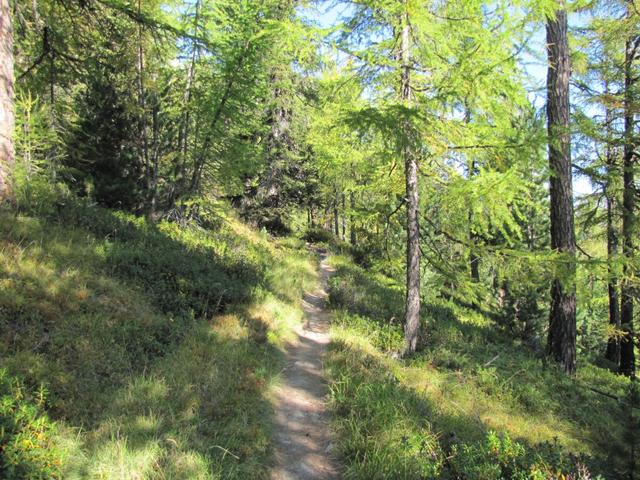 durch einen Nationalpark würdigen Lärchenwald, wandern wir weiter nach Balmiboden