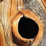 hat die Natur, oder war es ein Vogel, das dieses Loch gemacht hat