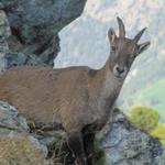 eine Steingeiss mitten auf dem Bergpfad. Verwundert schaut sie uns an und wir sie