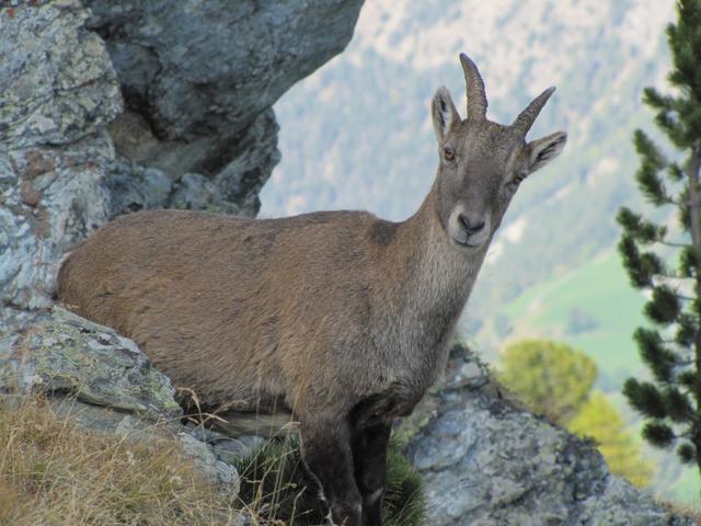 eine Steingeiss mitten auf dem Bergpfad. Verwundert schaut sie uns an und wir sie