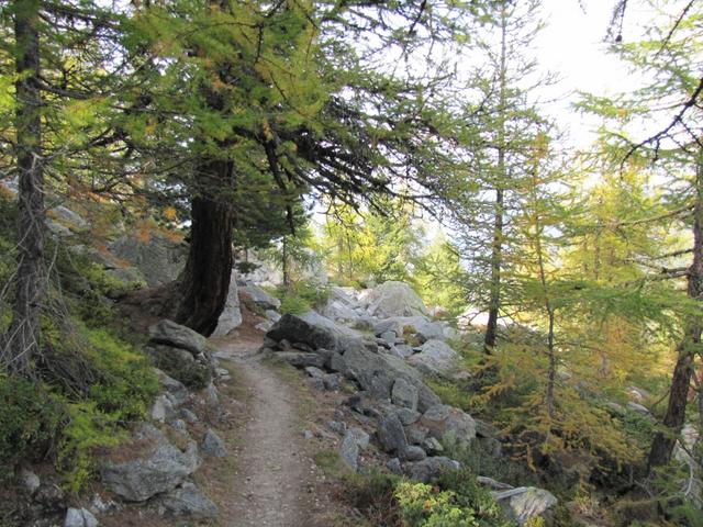 dieser Höhenweg hat von allem etwas. Lärchenwälder, schöne Aussichten, anspruchsvolle Teilstücke