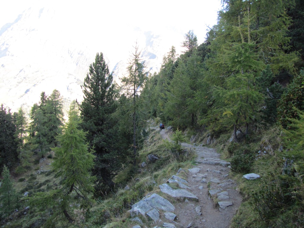 vor ca. 8000 Jahren entstand der heutige Aletschwald mit seinen bis zu 800 Jahre alten Arven