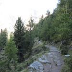 vor ca. 8000 Jahren entstand der heutige Aletschwald mit seinen bis zu 800 Jahre alten Arven