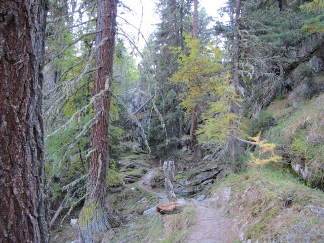 der Aletschwald wird weitgehend sich selber überlassen. Herausgebildet hat sich daraus ein Bergurwald