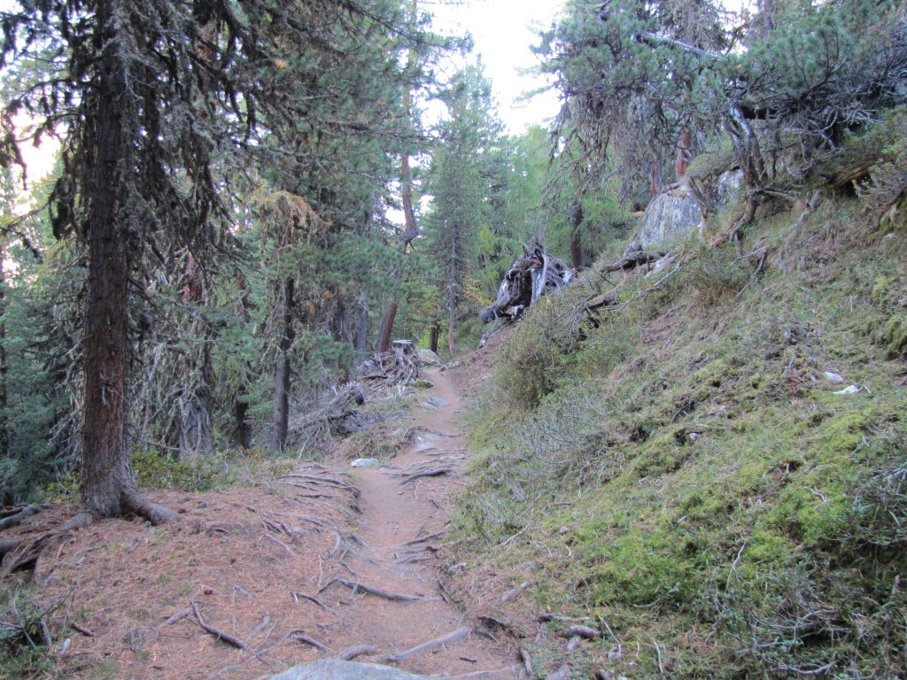 während dem Wandern, begleitet uns das Röhren der Hirsche. Der Herbst ist Brunftzeit