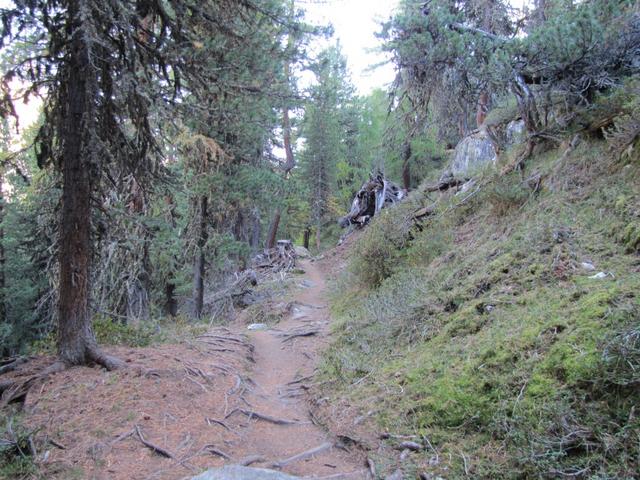 während dem Wandern, begleitet uns das Röhren der Hirsche. Der Herbst ist Brunftzeit