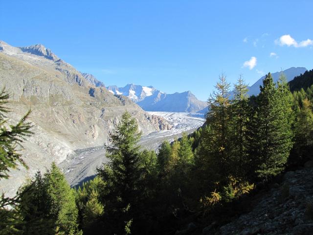 kurz nach Punkt 1944 m.ü.M. der erste Blick auf den grossen Aletschgletscher