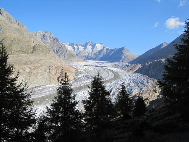 und die Sicht auf den grossen Aletschgletscher wird immer imposanter