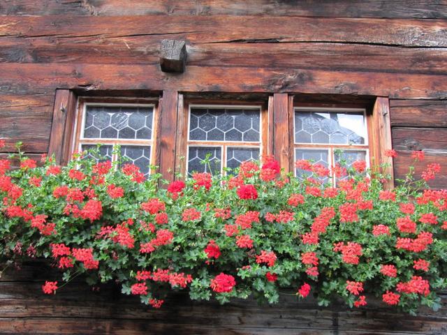 schöne Geranien zieren die kleinen Fenster