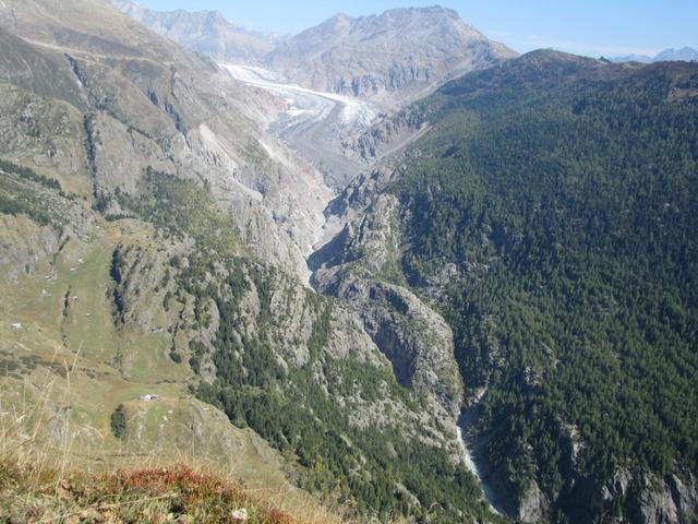 Blick vom Hotel Belalp auf den Grossen Aletschgletscher