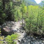 nach dem Grünsee, liefen wir nicht nach Silbersand, sondern bogen in den Teiffe Wald ein