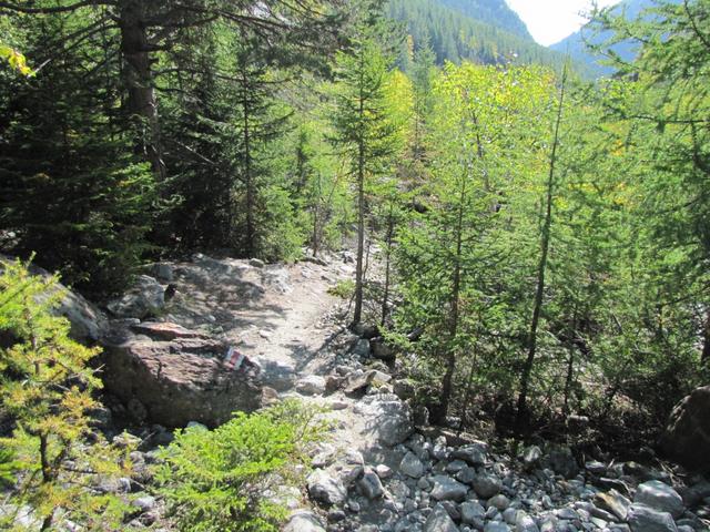 nach dem Grünsee, liefen wir nicht nach Silbersand, sondern bogen in den Teiffe Wald ein