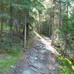 steil führt der Waldweg nun aufwärts. Die verlorenen Höhenmeter müssen wieder gut gemacht werden