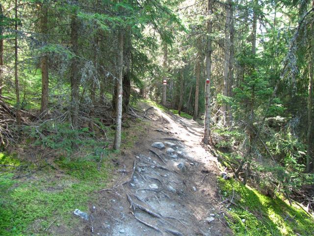 steil führt der Waldweg nun aufwärts. Die verlorenen Höhenmeter müssen wieder gut gemacht werden